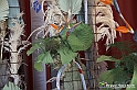 VBS_0137 - Corollaria Flower Exhibition 2022